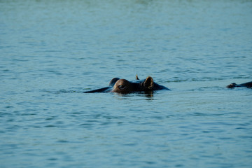 Obraz premium Hippo in Lake Kariba, Zimbabwe