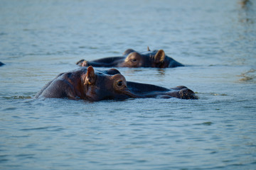 Fototapeta premium Hippo in Lake Kariba, Zimbabwe