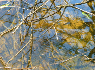 Close-up photography of a surface of shallow water covered with plants and branches
