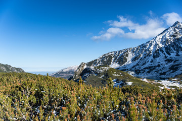 Panorama z widokiem na góry i roślinność górską. Kosodrzewina Tatrzańska. Szlak górski....