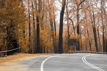 A burnt road sign on a country road amongst severely burnt Eucalyptus trees after a bushfire in The Blue Mountains