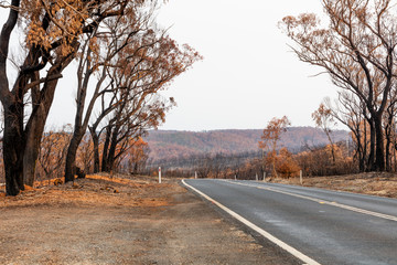Fototapeta premium A country road amongst severely burnt Eucalyptus trees after a bushfire in The Blue Mountains