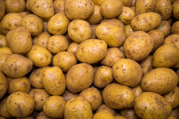 White potatoes washed in bulk. Vegetables, fruits, useful products.