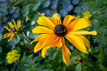 Rudbeckia in the garden. Yellow-brown flowers with outstanding seed at the center of a dark color