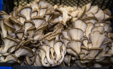 Fresh oyster mushrooms in a plastic box. Vegetables, fruits, useful products.