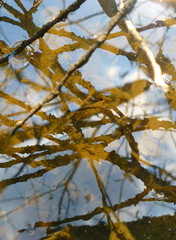 Close-up photo of a surface of shallow water covered with various plants and branches