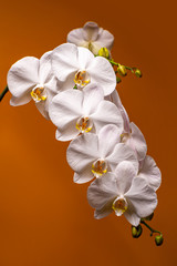 Fototapeta na wymiar White orchid branch on a dark background