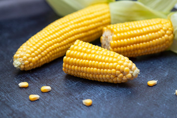 Sweet bright yellow corn. Corn cobs and grains.