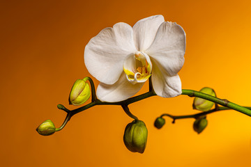 White orchid flower with buds on a yellow background