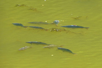 Fototapeta premium Photo of a small shoal of fish swimming in the murky green water