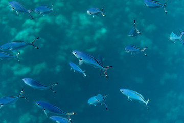 caesio lunaris underwater in the ocean of egypt, underwater in the ocean of egypt, caesio lunaris underwater photograph underwater photograph,