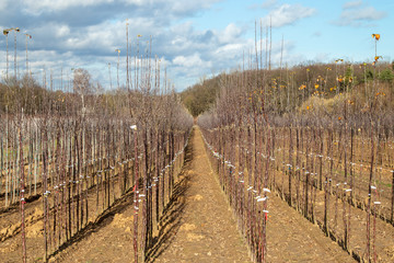 Obraz premium view in a part of a tree nursery