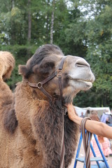 The head of a two-humped brown Asian camel in a leather harness held by a human hand