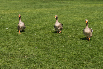 Geese graze on the lawn..ее