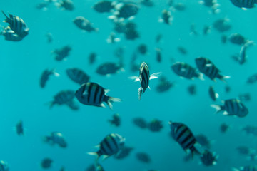 Fototapeta na wymiar Abudefduf sexfasciatus underwater in the ocean of egypt, underwater in the ocean of egypt, Abudefduf sexfasciatus underwater photograph underwater photograph,