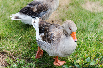Geese graze on the lawn..ее