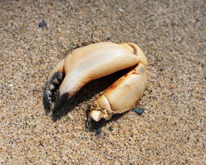 Crab Claw on Beach