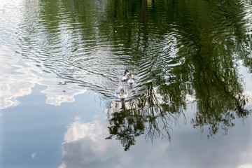 Two ducks are swimming in the river.