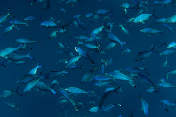 caesio lunaris underwater in the ocean of egypt, underwater in the ocean of egypt, caesio lunaris underwater photograph underwater photograph,