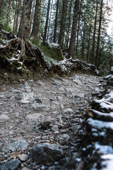 Góry. Górski szlak w lesie. Tatrzański Park Narodowy. Tatry. Kamienista droga, wąwóz, las. 