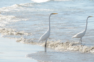 bird watching playa bocagrande cartagena de indias