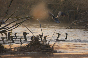 Great cormorant - Phalacrocorax carbo - on the river