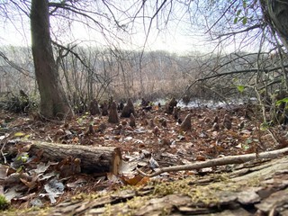Forest Wetlands in winter