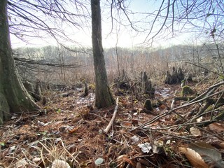 Wetland trees in winter forest