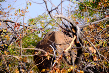 Elephant at Lake Kariba, Zimbabwe