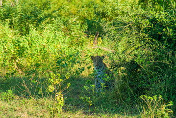Leopard Sitting  in the Shade of Trees