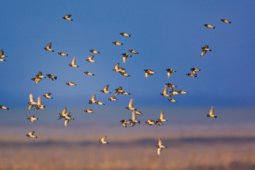 European goldfinch - Carduelis carduelis flying in the sky