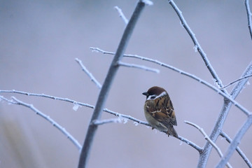 Eurasian tree sparrow - Passer montanus - on frozen branch
