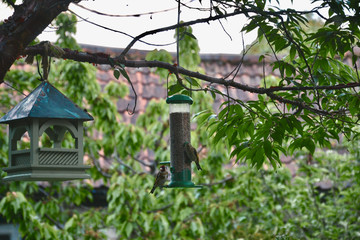 Adult goldfinch bird (Carduelis carduelis) and juvenlie on seed feeder in garden hung from tree branch