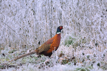 Pheasant cock on winter meadow