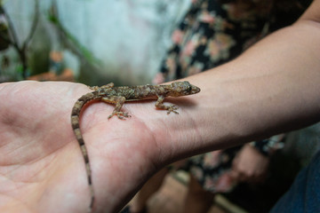 pequeño gecko parado sobre una mano