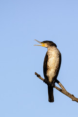 Great cormorant - Phalacrocorax carbo - on the tree