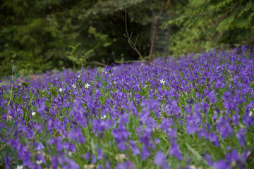 Patch of English Common Bluebells (Hyacinthoides non-scripta)