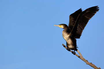 Great cormorant - Phalacrocorax carbo - on the tree