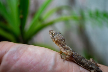 pequeño gecko parado sobre una mano