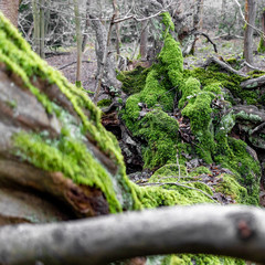 moss and trees in the forest