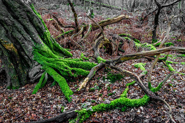 moss and trees in the forest