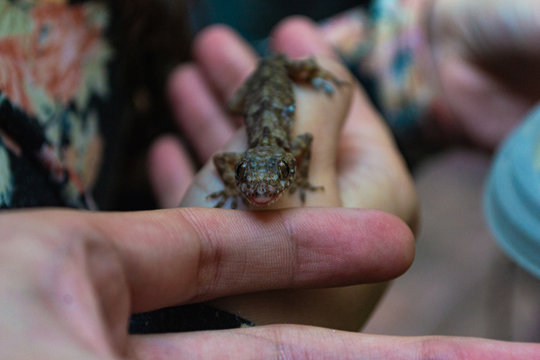 peque&ntilde;o gecko parado sobre una mano