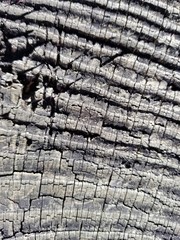 texture, wood, tree, pattern, old, bark, nature, brown, abstract, wooden, textured, wall, material, stone, backgrounds, rough, timber, cracked, surface, natural, dry, rock, closeup, trunk, macro