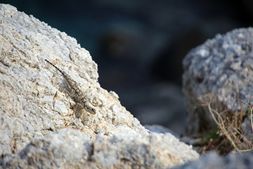 Hardun oder Schleuderschwanz (Stellagama stellio)