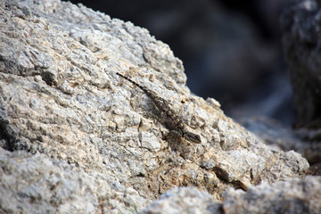 Hardun oder Schleuderschwanz (Stellagama stellio)