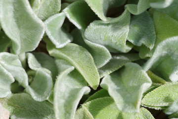 Close up of textured green leaves. Green  natural pattern.