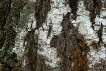 white birch bark texture