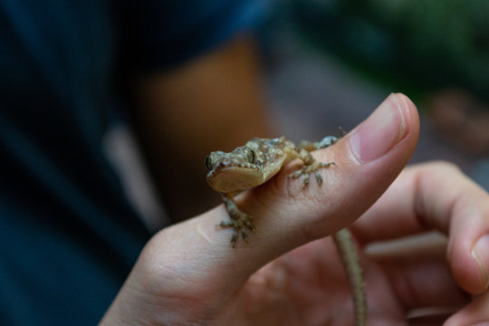 peque&ntilde;o gecko parado sobre una mano