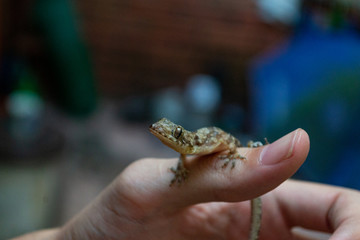 Fototapeta premium pequeño gecko parado sobre una mano