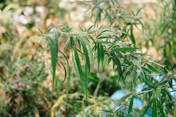 Blooming hemp with seeds and sun flowers glitter background. The concept of breeding marijuana, hemp, legalization.